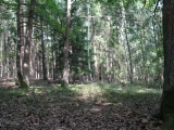 Les okolo Markova stanoviště
